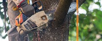 Best Firewood Processing and Delivery  in Pine Grove, PA