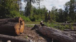 Best Seasonal Cleanup (Spring/Fall)  in Pine Grove, PA