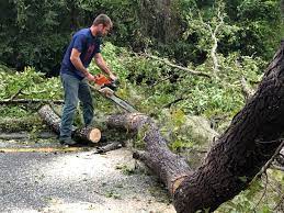 Best Tree Health Inspection  in Pine Grove, PA