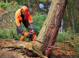 Best Lawn Maintenance Plans  in Pine Grove, PA
