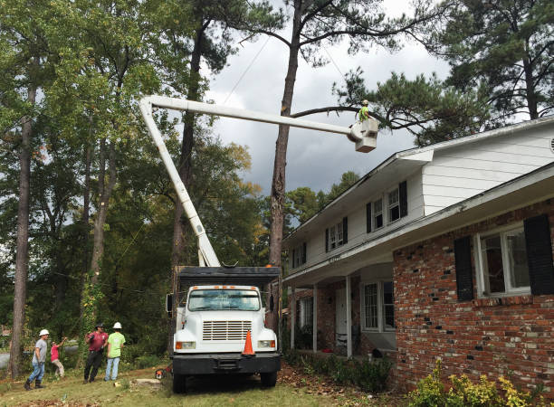 Best Root Management and Removal  in Pine Grove, PA
