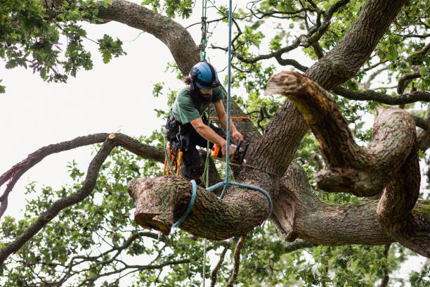 Best Tree Removal  in Pine Grove, PA