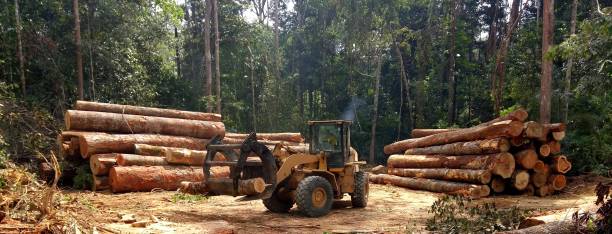 Trusted Pine Grove, PA Tree Care Experts