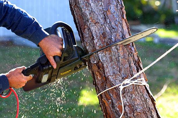 Best Commercial Tree Services  in Pine Grove, PA