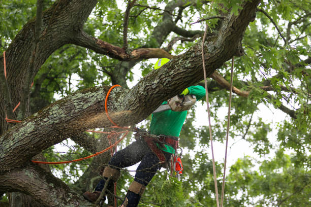 How Our Tree Care Process Works  in  Pine Grove, PA
