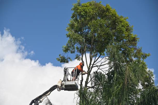 Best Tree Trimming and Pruning  in Pine Grove, PA
