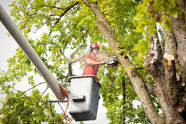  Pine Grove, PA Tree Care Pros