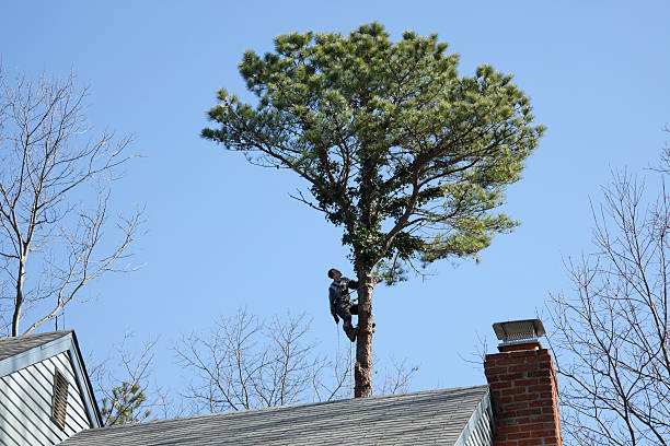 Best Aeration Services  in Pine Grove, PA