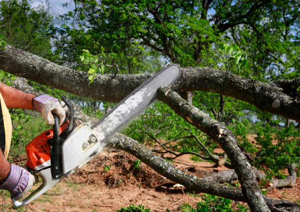 Best Stump Grinding and Removal  in Pine Grove, PA