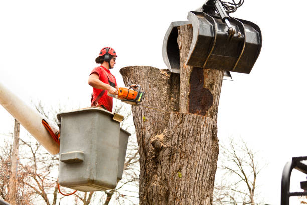 Best Tree Preservation Services  in Pine Grove, PA